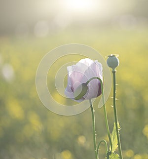 Purple poppy flower portrait in Summer sunlight