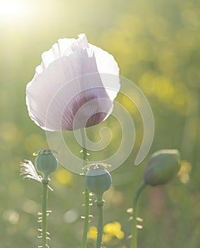 Purple poppy flower portrait in Summer sunlight