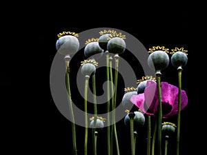 Purple poppy flower with seedheads backlit. Narrow depth of field.