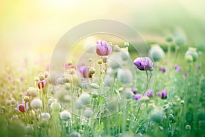 Purple poppy flowers