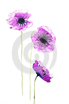 Purple poppy flowers