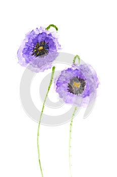 Purple poppy flowers , acrylic painting