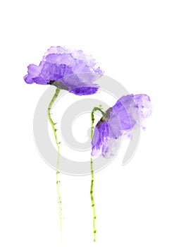 Purple poppy flowers painting