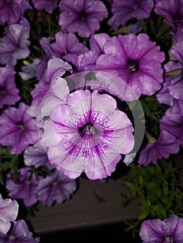 Purple Posies photo