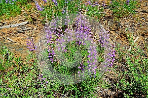 Purple Posies