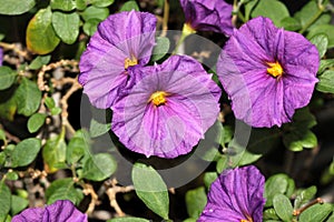 Purple Potato Bush, Solanum rantonnetii `Royal Robe`