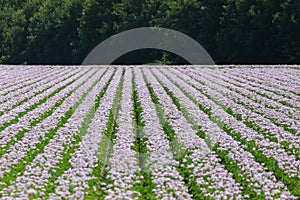 Purple Potato flower