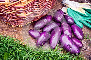 Purple potatoes, wicker basket, work protective gloves on wooden background
