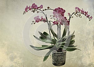 Purple potted orchid flowers. Old paper textured image