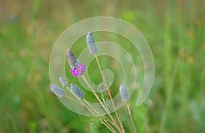 Purple prairie clover Dalea purpurea