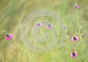 Purple prairie clover (Dalea purpurea) photo