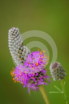 Purple prairie clover - Dalea purpurea photo