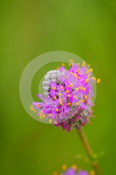 Purple prairie clover - Dalea purpurea photo