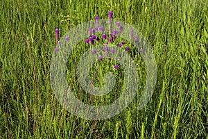 Purple Prairie Clover   809153 photo