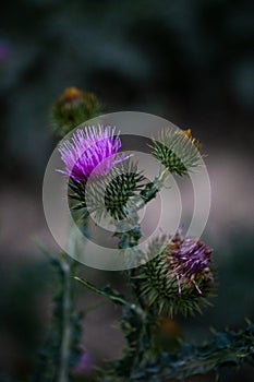 purple prickly flower thistle. therapeutic growth in close-up
