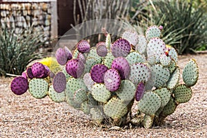 Purple Prickly Pear Cactus in Arizona