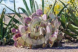 Viola spinoso pera deserto 