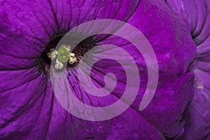 Purple primrose flower with stamen