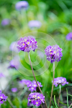 Purple primrose flowers with green background