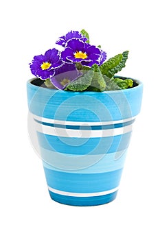 Purple Primula flower in blue pot
