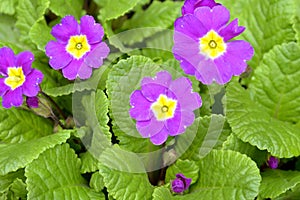 Purple primula flowers