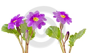 Purple primula flowers