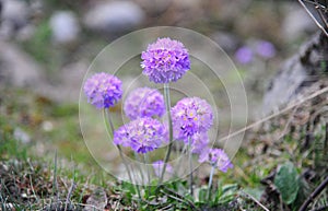 Purple Primulas flowers (Primula farinose) in North Sikkim, India