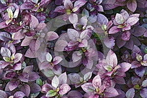 Purple Prince Joyweed plants