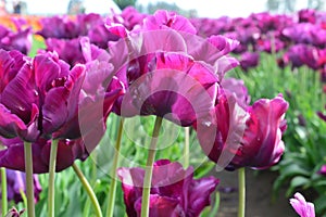 Purple Prince Tulips at Woodenshoe Tulip Farm in Woodburn Oregon