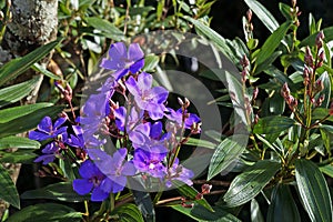 Purple princess flower, Tibouchina granulosa, Belo Horizonte, Brazil photo