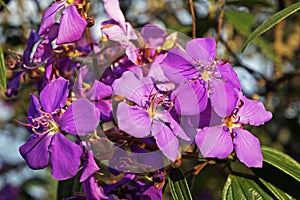 Purple princess flowers, Tibouchina granulosa, Minas Gerais photo