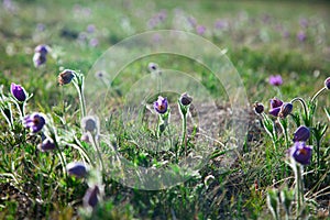 Purple Pulsatilla Grandis