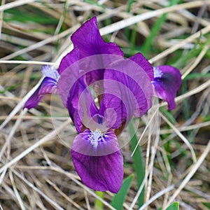 Purple pygmy iris or dwarf iris (iris pumila), a beautiful and highly endangered flower photo