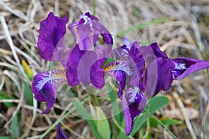 Purple pygmy iris or dwarf iris (iris pumila), a beautiful and highly endangered flower photo