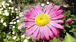 Purple pyrethrum. Purple summer flower