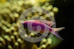 Purpurová královna, korál útes sůl voda mořský krásný růžový a tropický 