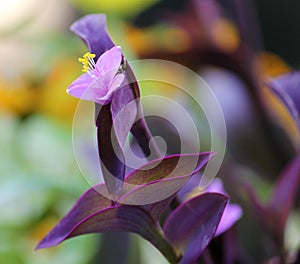 Purple Queen Flower