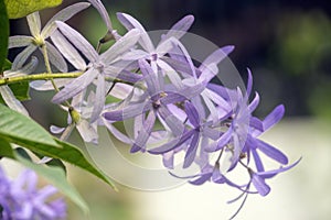 Purple Queens wreath, sandpaper vine flowers