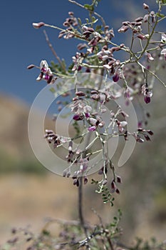 OLNEYA TESOTA BLOOM - JOSHUA TREE NP - 052420 D photo