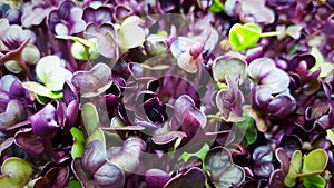 Purple Rambo Radish Microgreens