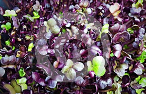 Purple Rambo Radish Microgreens