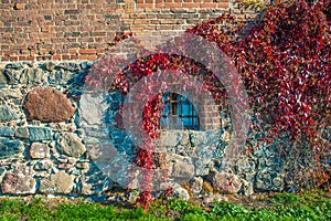 Purple red autumn virginia creeper leaves in a sunlight on a stone wall