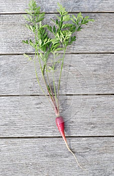 Purple or red baby carrot on rustic wooden background