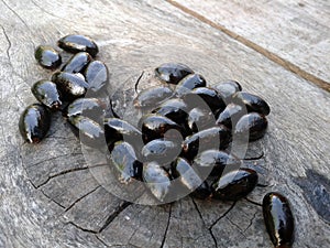 Purple red custard apple seeds photo