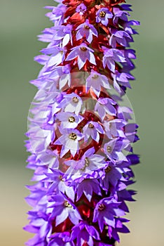 Purple and red flower - Primula - Vialii - Red Hot Poker Primrose