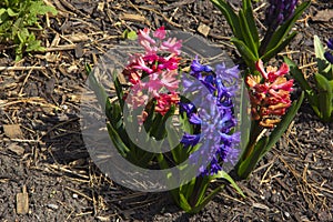 Purple and red flowers in a spring flower bed