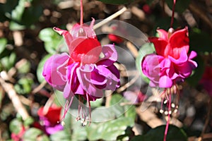 Purple and Red Fucsia flower photo