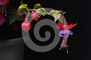 Purple and red Fuschia photo