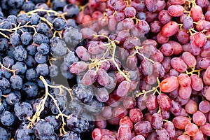 Purple and Red Grapes