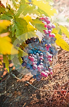 Purple red grapes